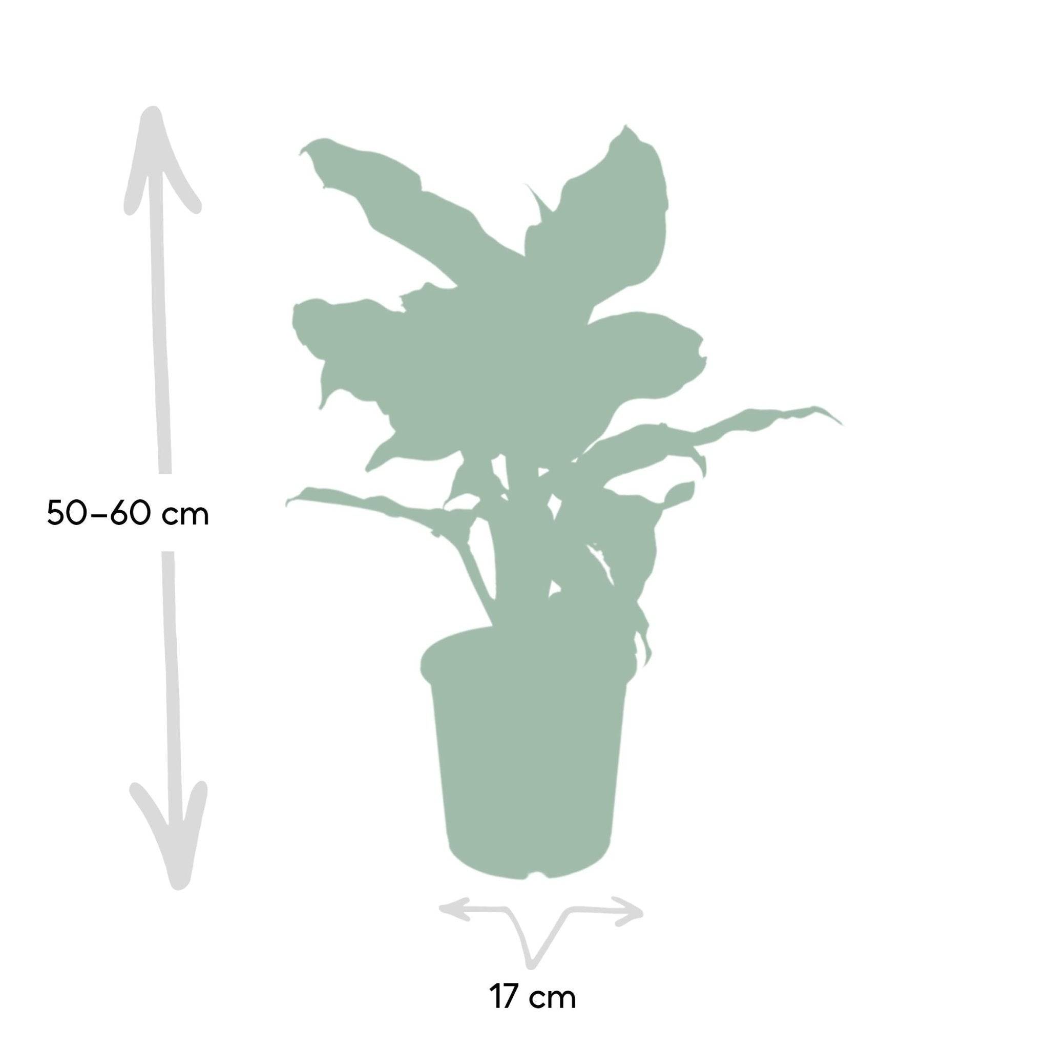 La Green Touch - Dieffenbachia Mars - D17 H50cm - Image 2