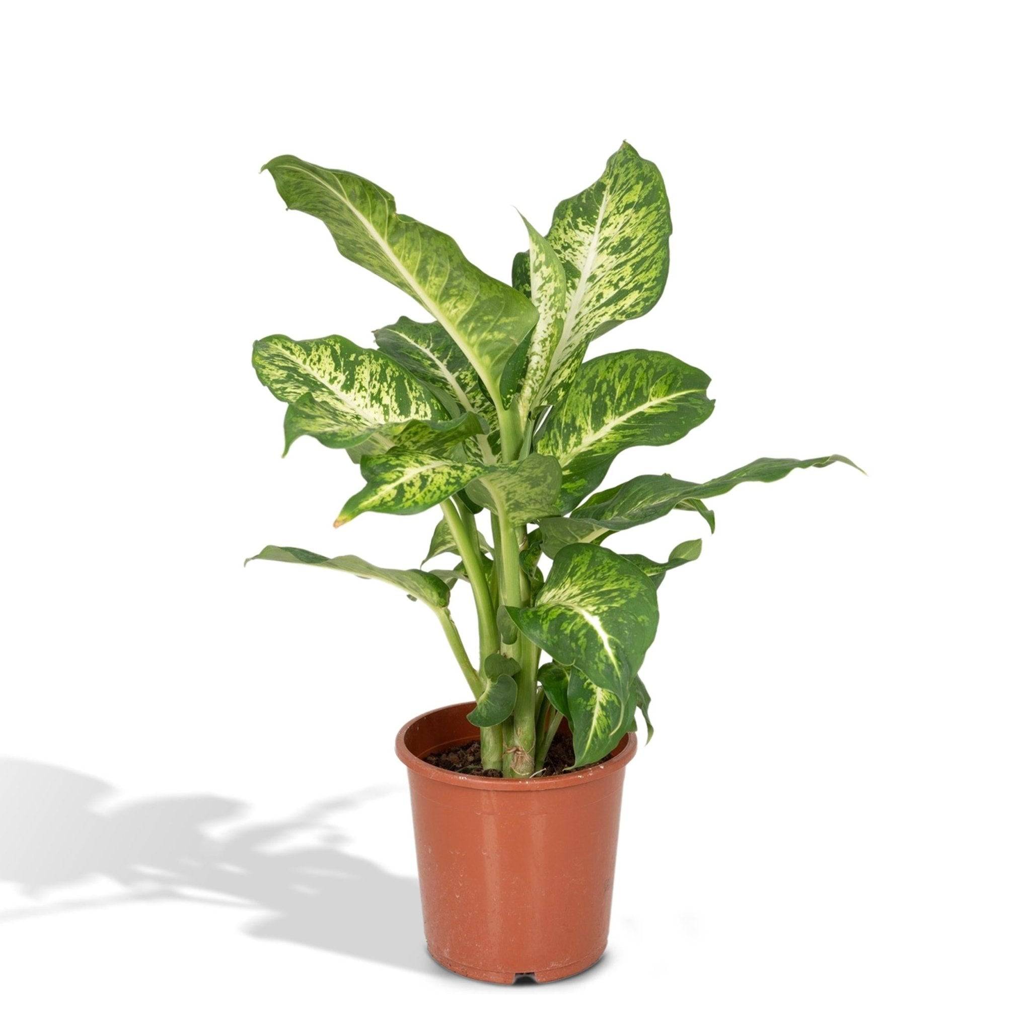 La Green Touch - Dieffenbachia Mars - D17 H50cm - Image 1