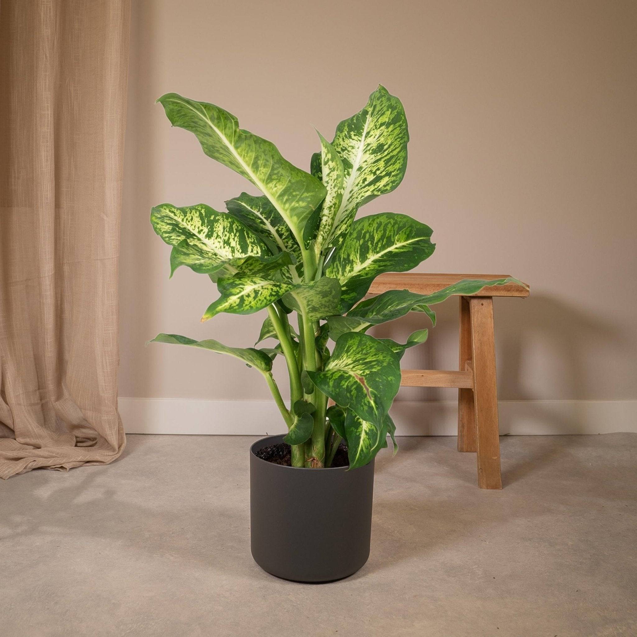 La Green Touch - Dieffenbachia Mars - D17 H50cm - Image 4