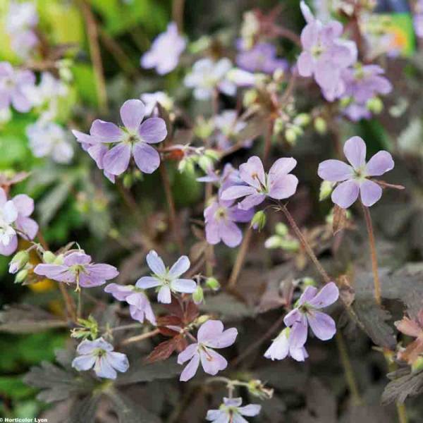 Promesse de Fleurs - Géranium vivace maculatum Espresso Pot de 2L/3L