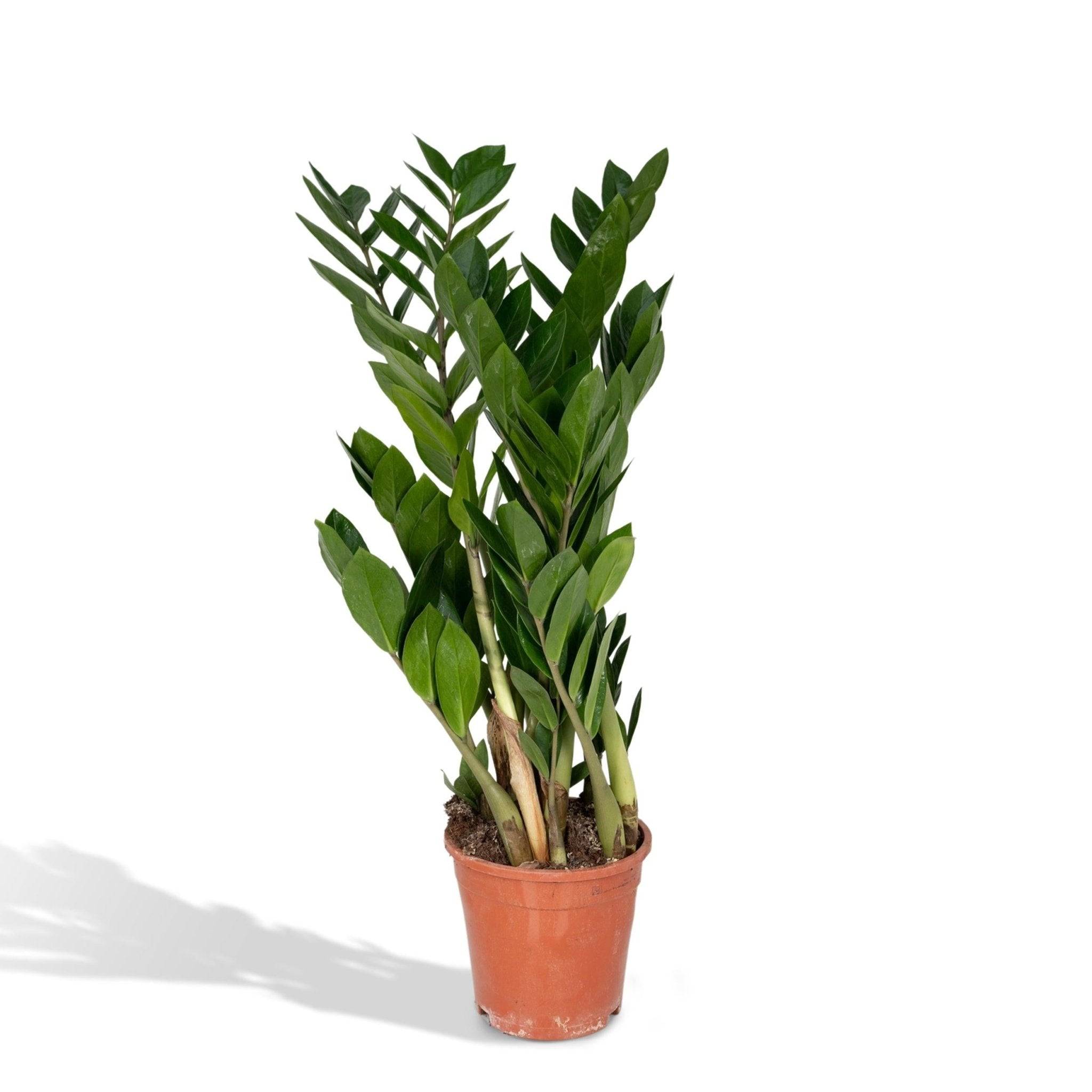 Zamioculcas Zamiifolia 70cm - Plante d'intérieur- La Green Touch