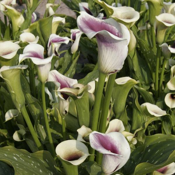 Arum ou Calla bicolore - Zantedeschia Picasso Bulbe calibre 14+ (par 3)