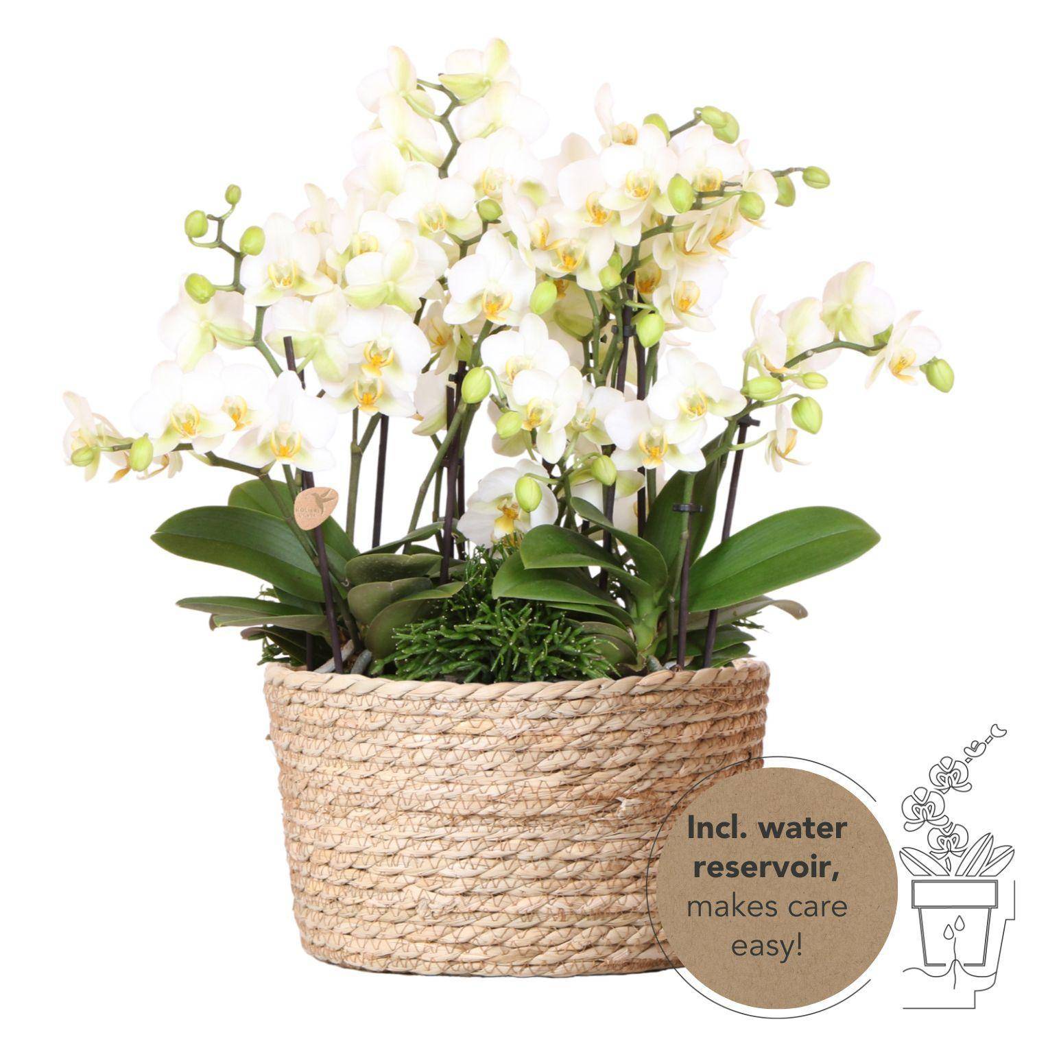 La Green Touch - Set de 3 orchidées blanches et 3 Rhipsalis dans un panier en roseau avec réservoir d'eau- La Green Touch - Imagen 2