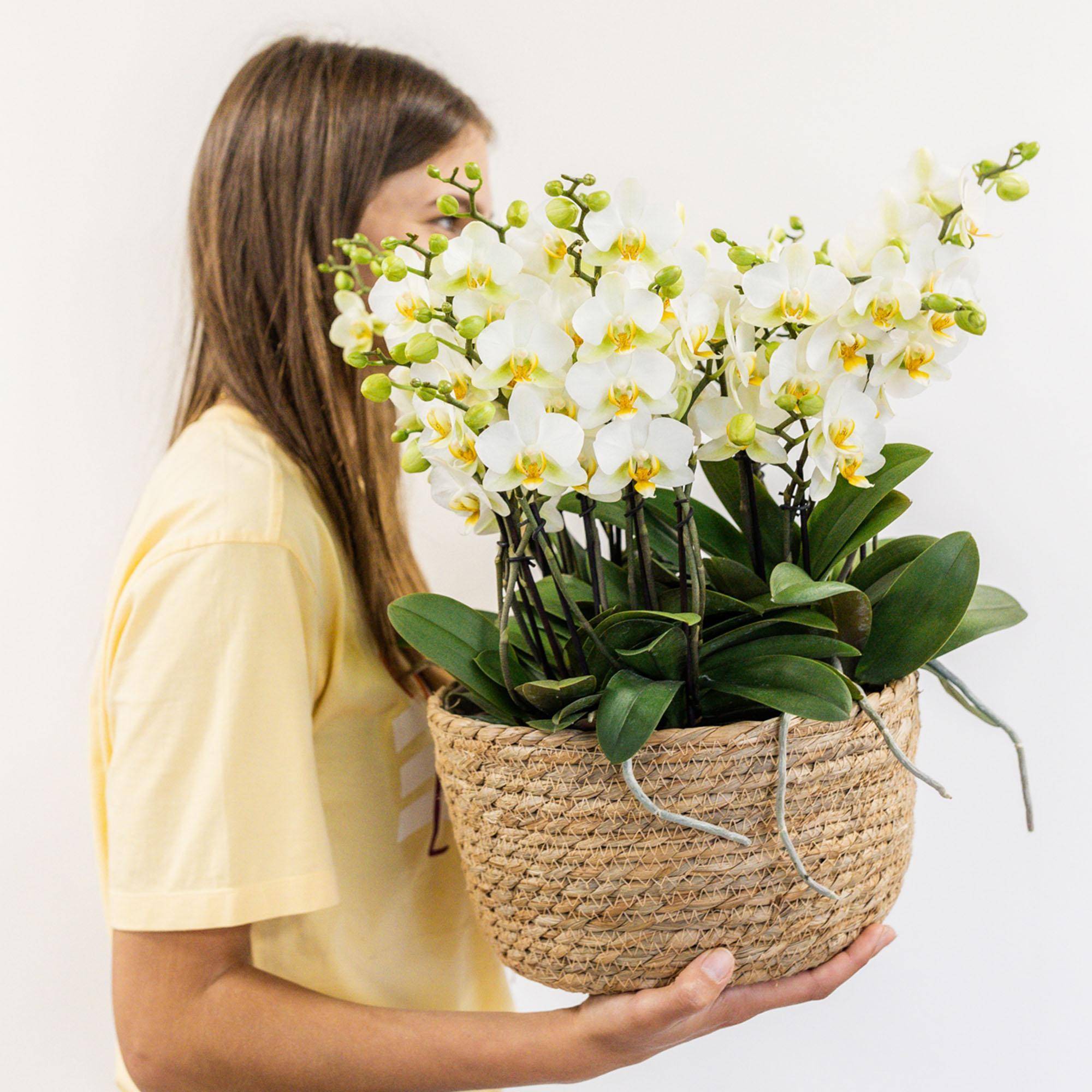 La Green Touch - Set de 3 orchidées blanches et 3 Rhipsalis dans un panier en roseau avec réservoir d'eau- La Green Touch - Imagen 1