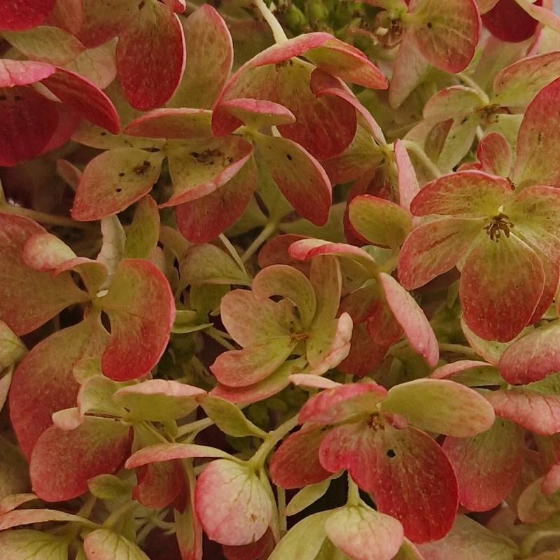 Hortensia paniculata Diamant Rouge® 'Rendia', Hydrangea paniculata à fleurs Rouge - feuillage Caduc - Pot de 10L - 80/120 cm-  hauteur à maturité De 1 - Imagen 6