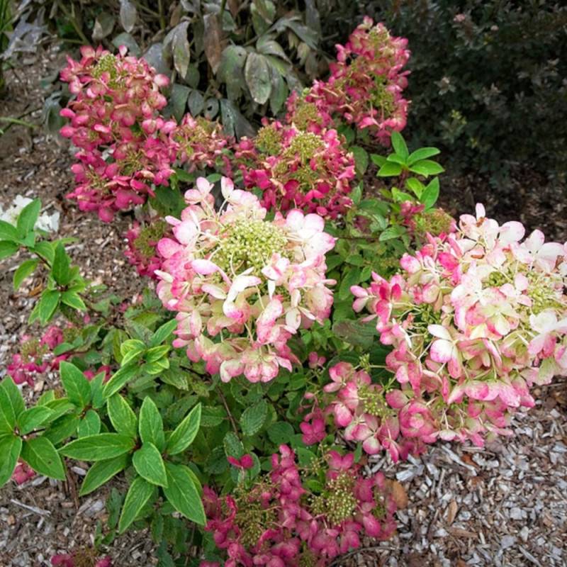 Hortensia paniculata Diamant Rouge® 'Rendia', Hydrangea paniculata à fleurs Rouge - feuillage Caduc - Pot de 10L - 80/120 cm-  hauteur à maturité De 1 - Imagen 10