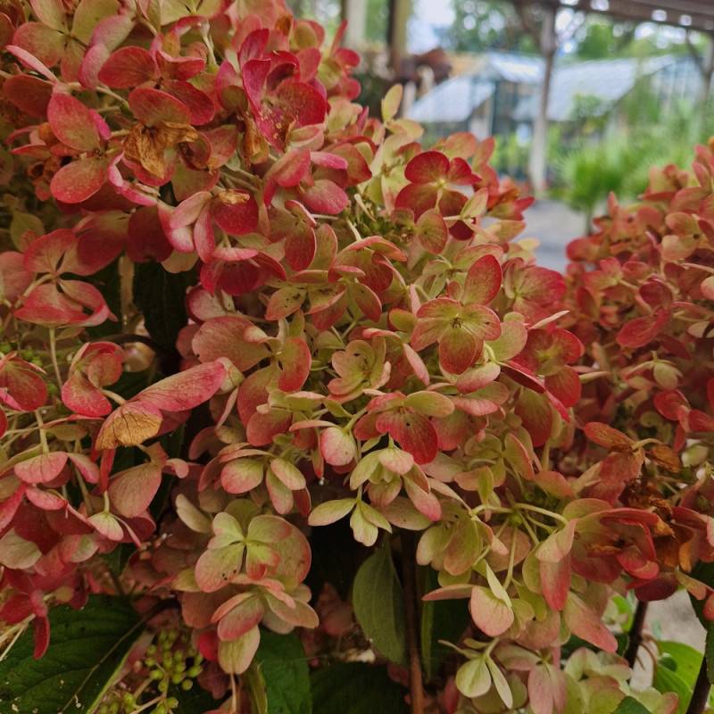 Hortensia paniculata Diamant Rouge® 'Rendia', Hydrangea paniculata à fleurs Rouge - feuillage Caduc - Pot de 10L - 80/120 cm-  hauteur à maturité De 1 - Imagen 7