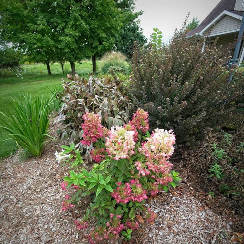 Hortensia paniculata Diamant Rouge® 'Rendia', Hydrangea paniculata à fleurs Rouge - feuillage Caduc - Pot de 10L - 80/120 cm-  hauteur à maturité De 1 - Imagen 9
