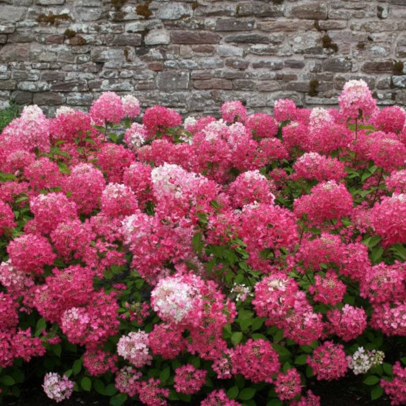 Hortensia paniculata Diamant Rouge® 'Rendia', Hydrangea paniculata à fleurs Rouge - feuillage Caduc - Pot de 10L - 80/120 cm-  hauteur à maturité De 1 - Imagen 5