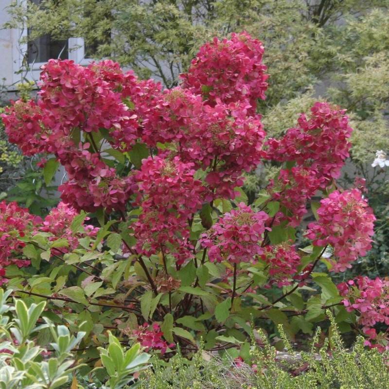 Hortensia paniculata Diamant Rouge® 'Rendia', Hydrangea paniculata à fleurs Rouge - feuillage Caduc - Pot de 10L - 80/120 cm-  hauteur à maturité De 1 - Imagen 2