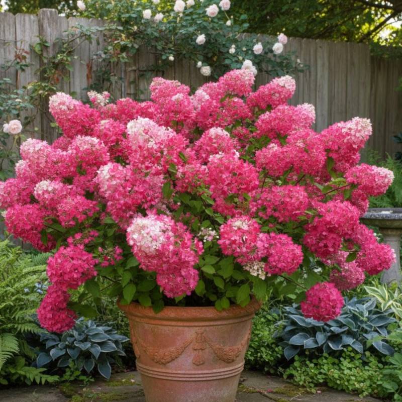 Hortensia paniculata Diamant Rouge® 'Rendia', Hydrangea paniculata à fleurs Rouge - feuillage Caduc - Pot de 10L - 80/120 cm-  hauteur à maturité De 1 - Imagen 4