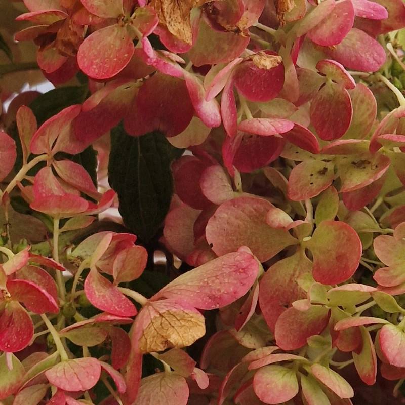 Hortensia paniculata Diamant Rouge® 'Rendia', Hydrangea paniculata à fleurs Rouge - feuillage Caduc - Pot de 10L - 80/120 cm-  hauteur à maturité De 1 - Imagen 8