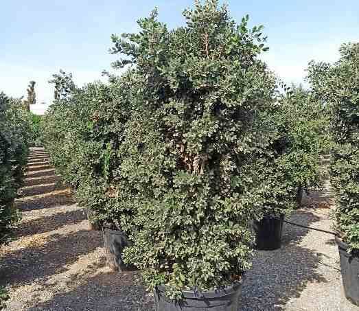 Sans Marque - Actinidia arguta Ken's Red ( kiwai, nergi, kiwi de Sibérie, kiwi nain) Pot de 2 litres - 40/60 cm - Image 5
