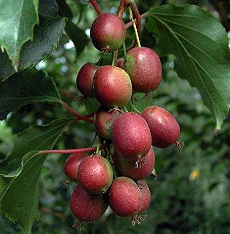 Sans Marque - Actinidia arguta Ken's Red ( kiwai, nergi, kiwi de Sibérie, kiwi nain) Pot de 2 litres - 40/60 cm - Image 1