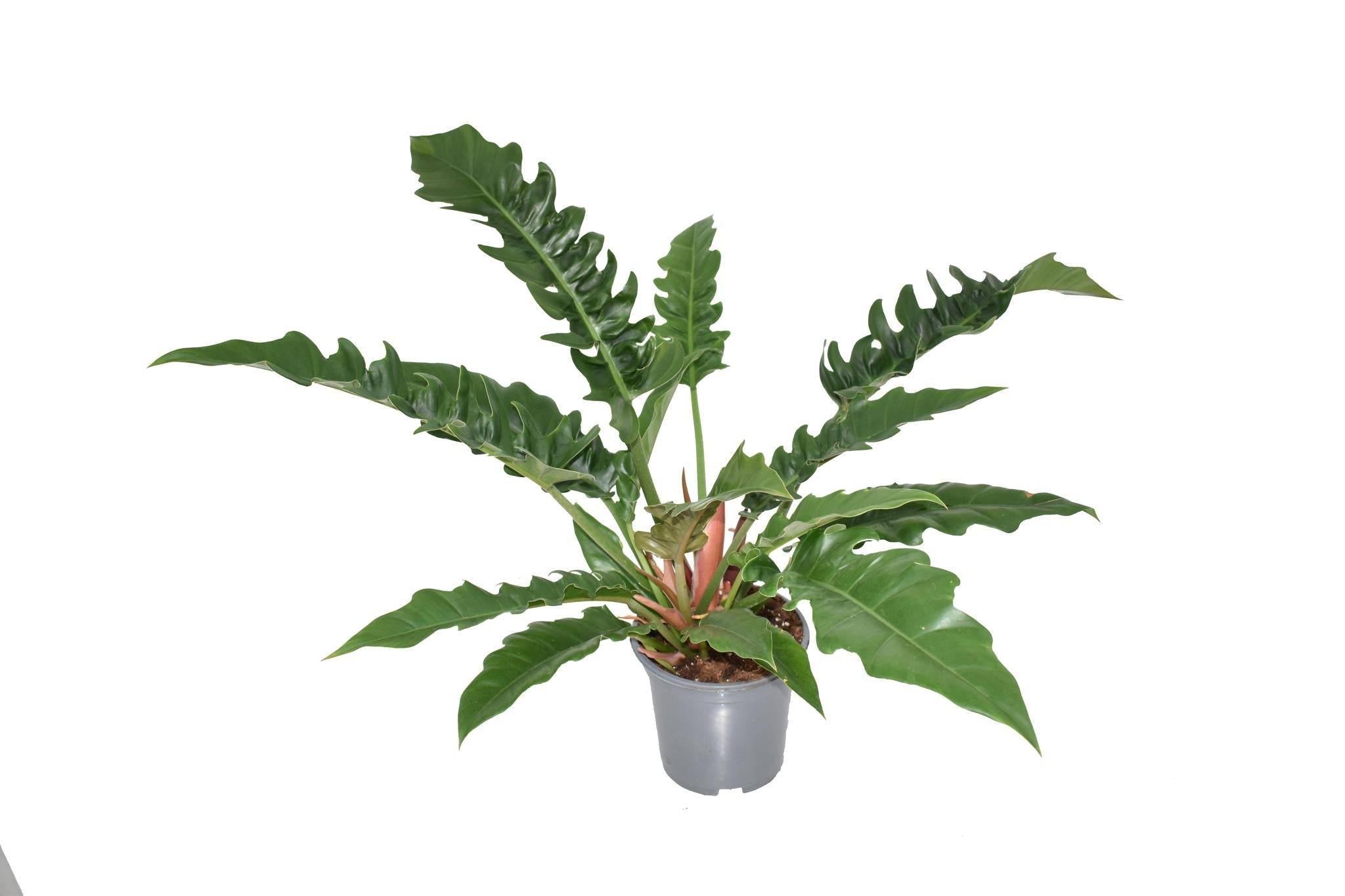 Philodendron Narrow- La Green Touch - Imagen 2
