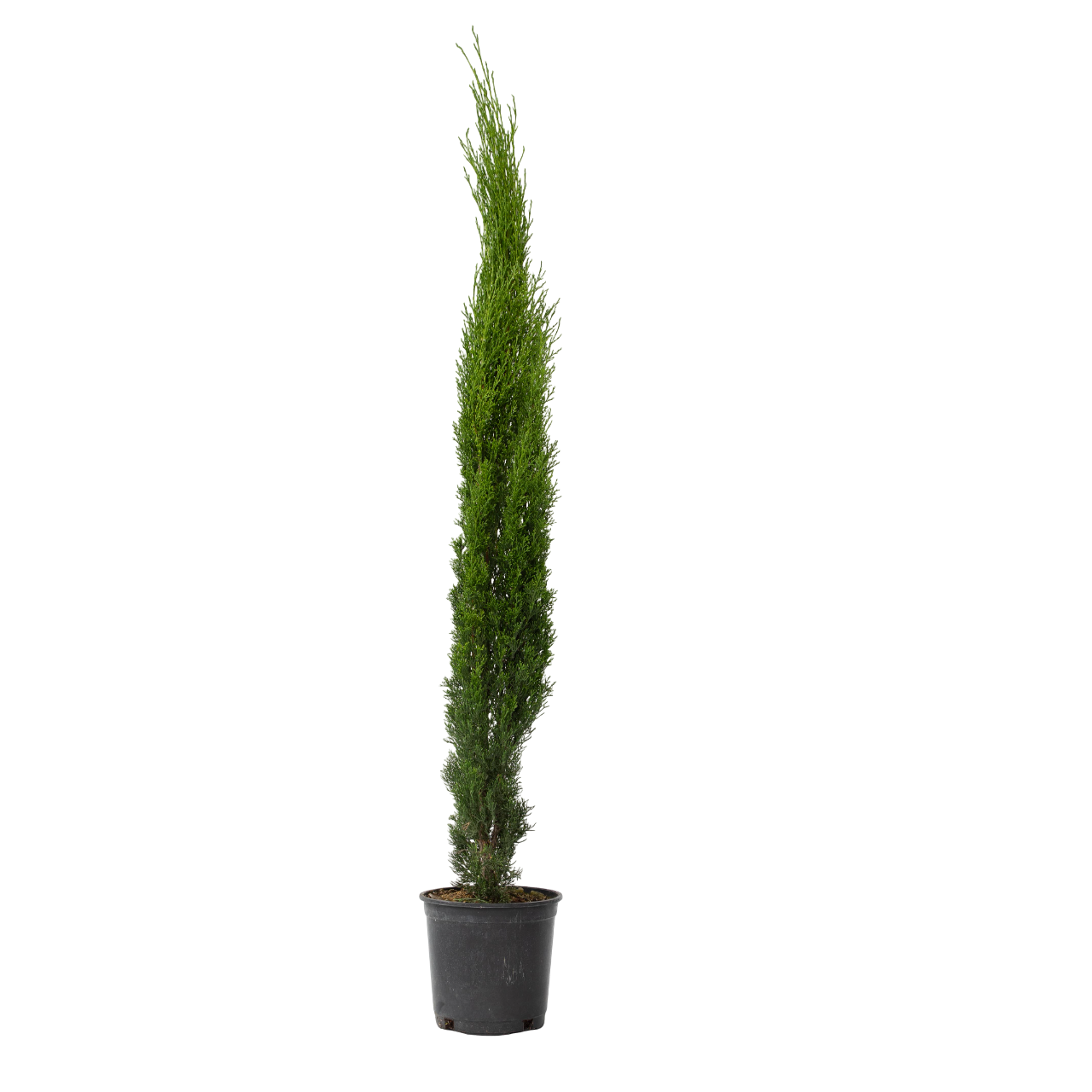 Cyprès toujours vert - Cupressus sempervirens - Hauteur 70-80cm - ⌀19cm - Image 1