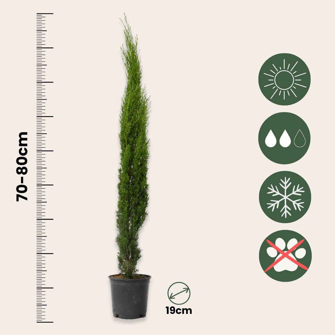 Cyprès toujours vert - Cupressus sempervirens - Hauteur 70-80cm - ⌀19cm - Image 4