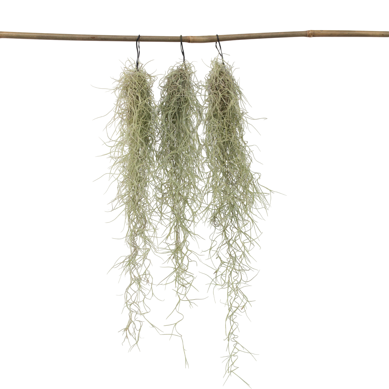 Plant In A Box - Mousse espagnole - Set de 3 - Tillandsia usneoides - Hauteur 25-40cm - ⌀5cm