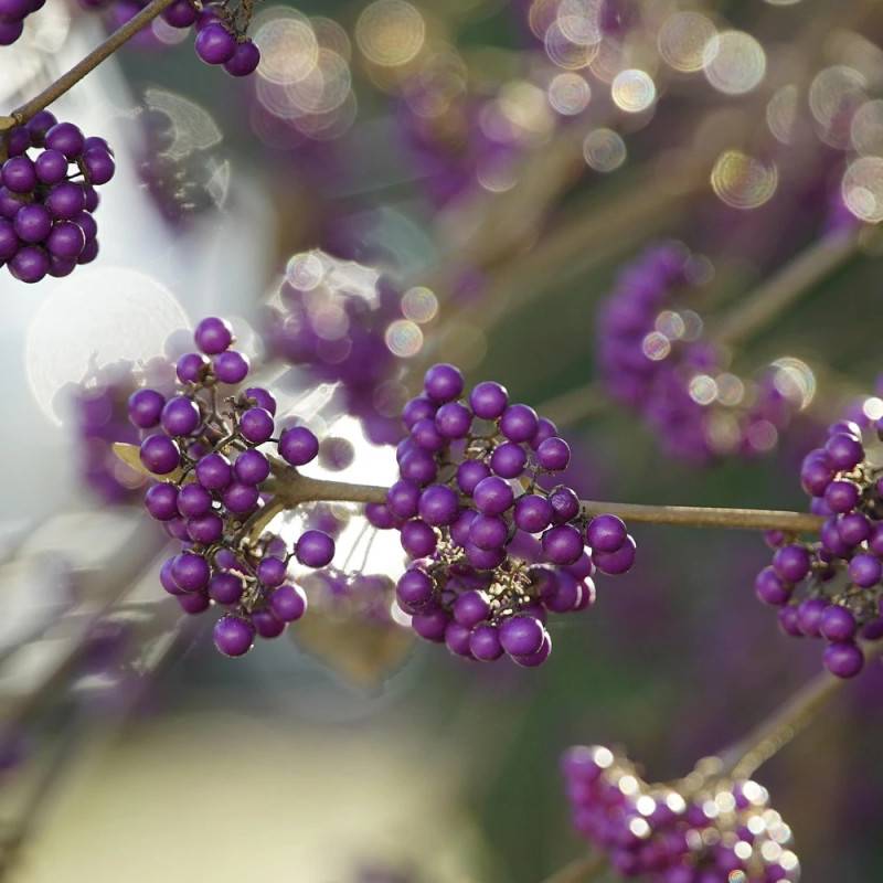 Callicarpa, Arbuste aux bonbons Profusion à fleurs Rose/Blanche - feuillage Caduc - Pot de 1,5L - 20/50 cm - Image 4