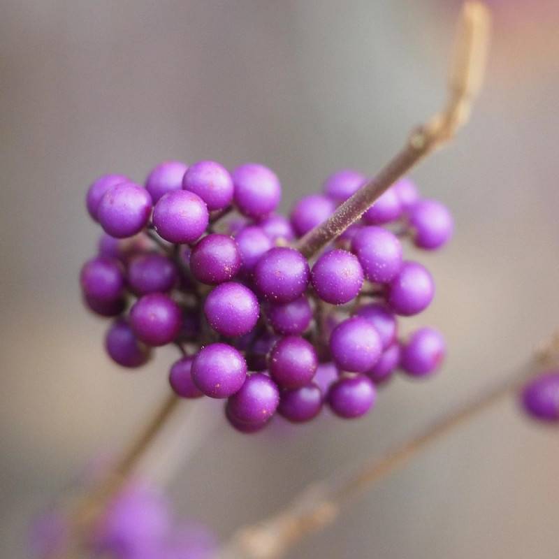Callicarpa, Arbuste aux bonbons Profusion à fleurs Rose/Blanche - feuillage Caduc - Pot de 1,5L - 20/50 cm - Image 7