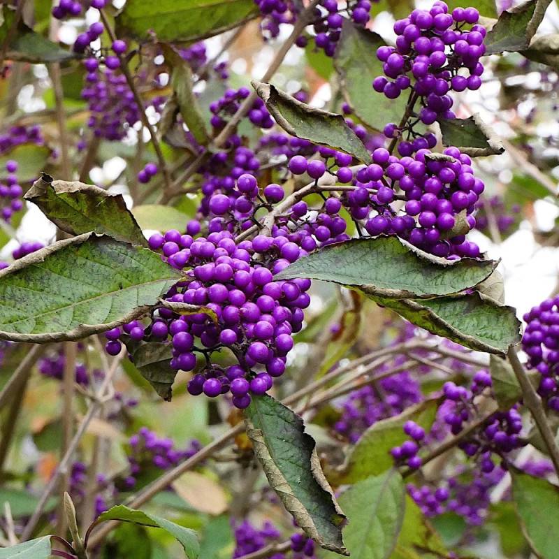 Callicarpa, Arbuste aux bonbons Profusion à fleurs Rose/Blanche - feuillage Caduc - Pot de 1,5L - 20/50 cm - Image 5