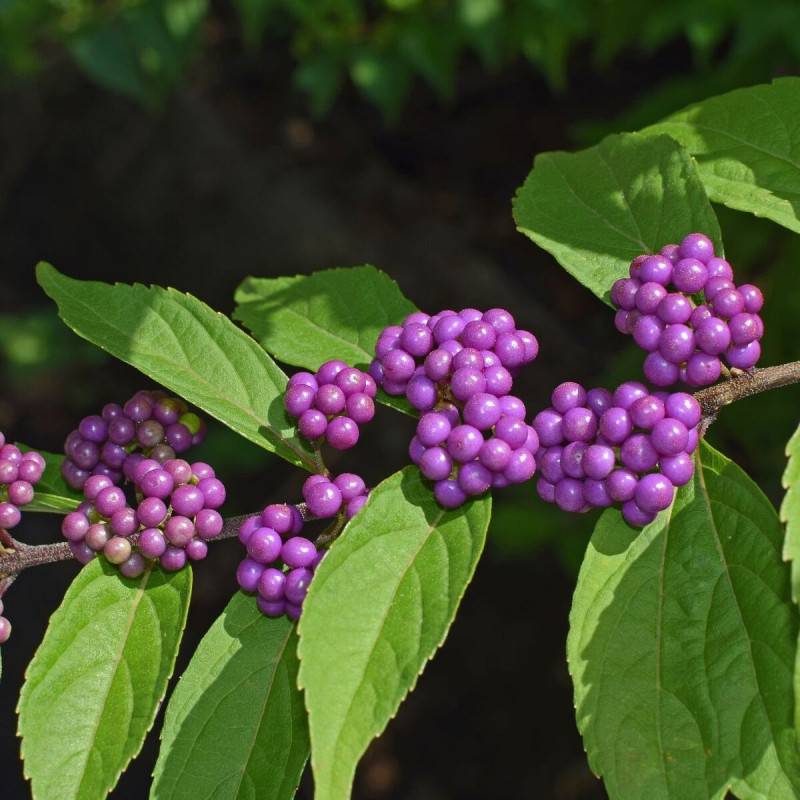 Callicarpa, Arbuste aux bonbons Profusion à fleurs Rose/Blanche - feuillage Caduc - Pot de 1,5L - 20/50 cm - Image 2