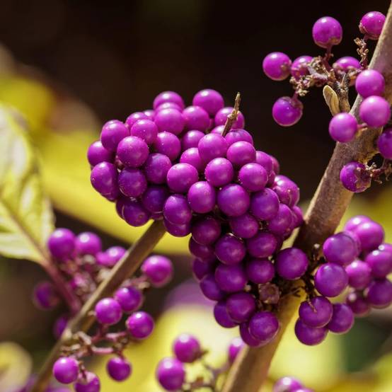 Callicarpa, Arbuste aux bonbons Profusion à fleurs Rose/Blanche - feuillage Caduc - Pot de 1,5L - 20/50 cm - Image 8