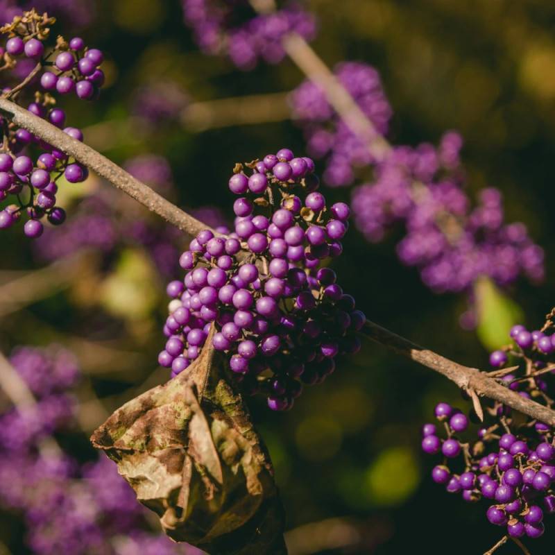 Callicarpa, Arbuste aux bonbons Profusion à fleurs Rose/Blanche - feuillage Caduc - Pot de 1,5L - 20/50 cm - Image 10