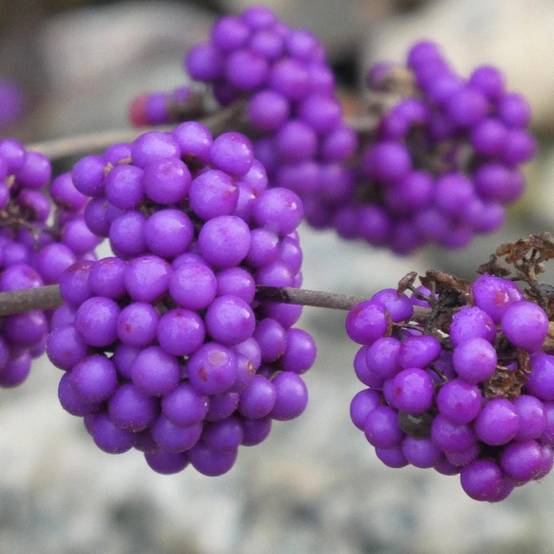 Callicarpa, Arbuste aux bonbons Profusion à fleurs Rose/Blanche - feuillage Caduc - Pot de 1,5L - 20/50 cm - Image 6