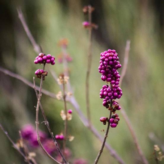 Callicarpa, Arbuste aux bonbons Profusion à fleurs Rose/Blanche - feuillage Caduc - Pot de 1,5L - 20/50 cm - Image 9