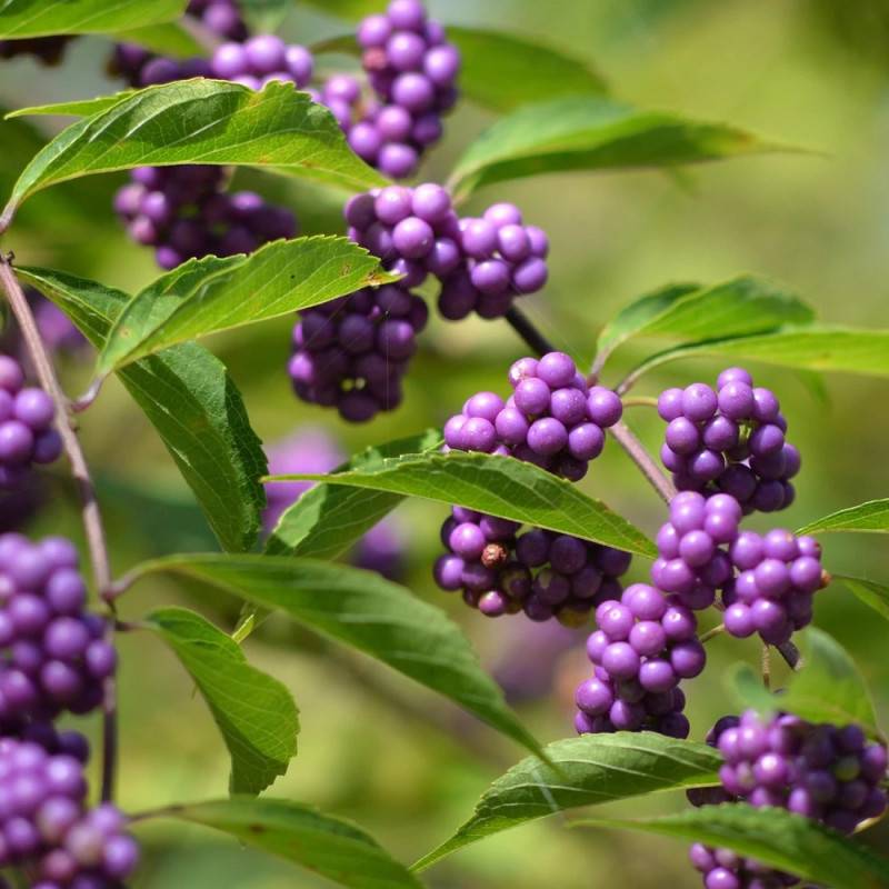 Callicarpa, Arbuste aux bonbons Profusion à fleurs Rose/Blanche - feuillage Caduc - Pot de 1,5L - 20/50 cm - Image 3