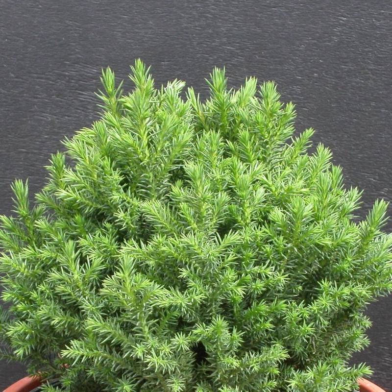 Cèdre du Japon Little Champion, Cryptomeria - Pot de 5L - 20/30 cm - Imagen 2