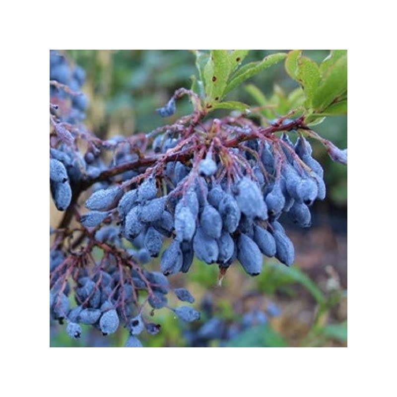 Promesse de Fleurs - Myrtillier Goutte Bleue® (Blautropf) - Vaccinum cylindraceum Pot de 1,5L/2L, Touffe
