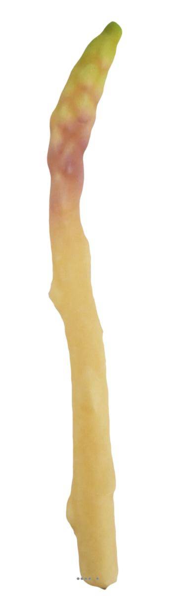Asperge blanche artificielle superbe de réalisme L 24cm, D 2cm - Image 1