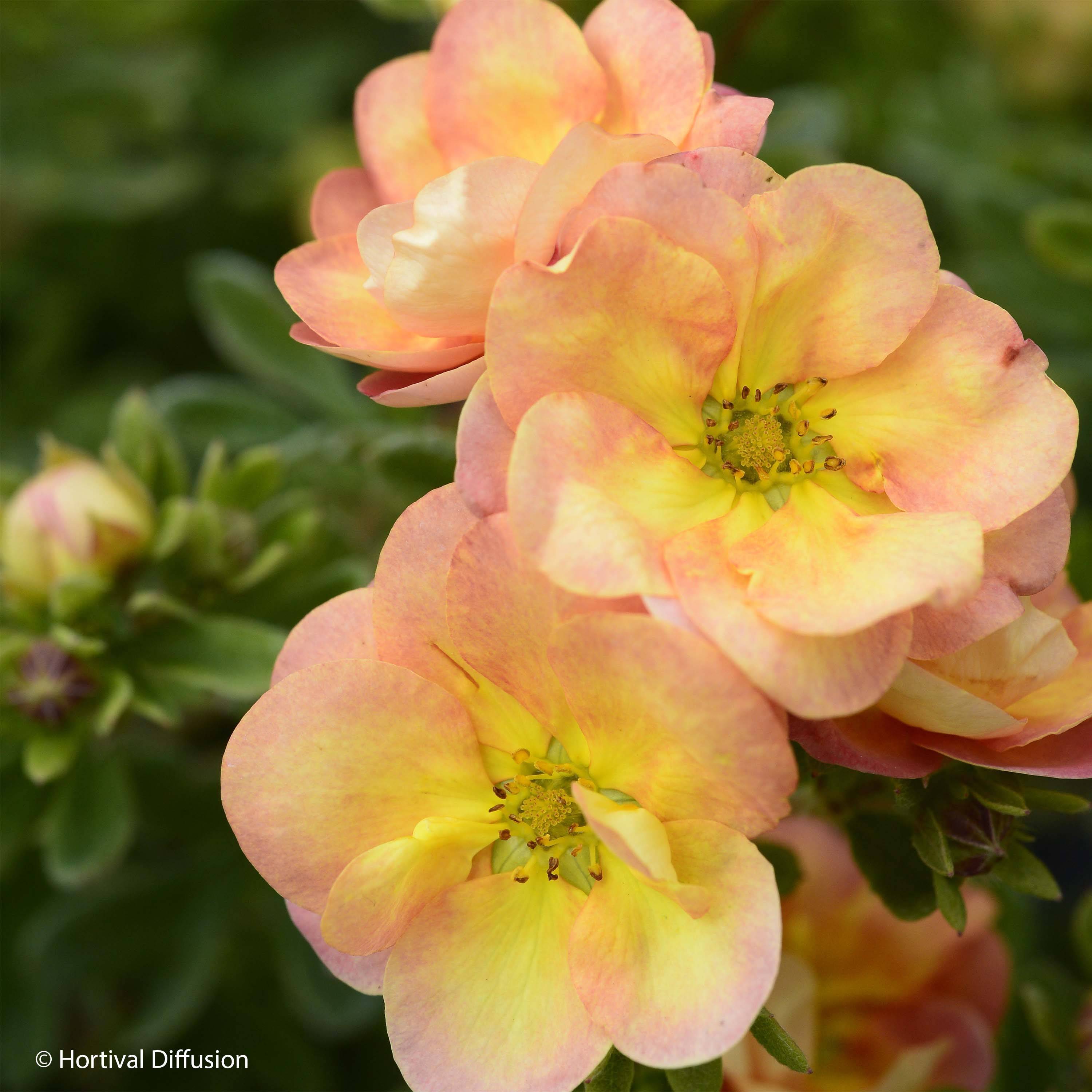 Promesse de Fleurs - Potentille arbustive - Potentilla fruticosa Double Punch Peach Pot de 3L/4L