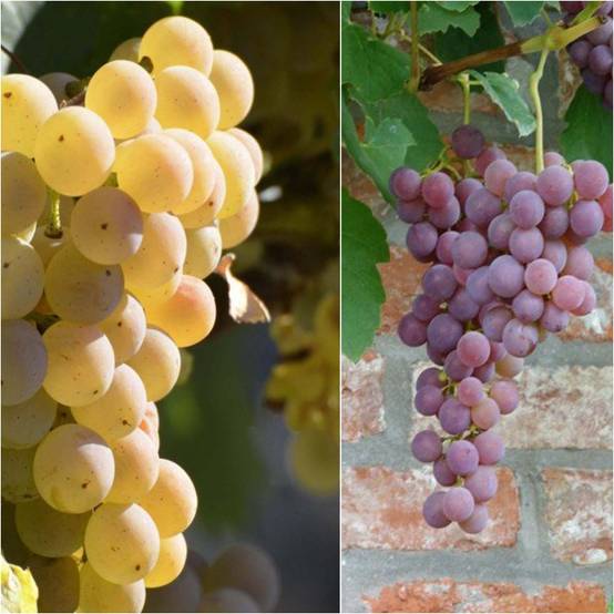 Promesse de Fleurs - Collection 2 vignes Fragola - Raisin fraise - Collection de 2 plantes