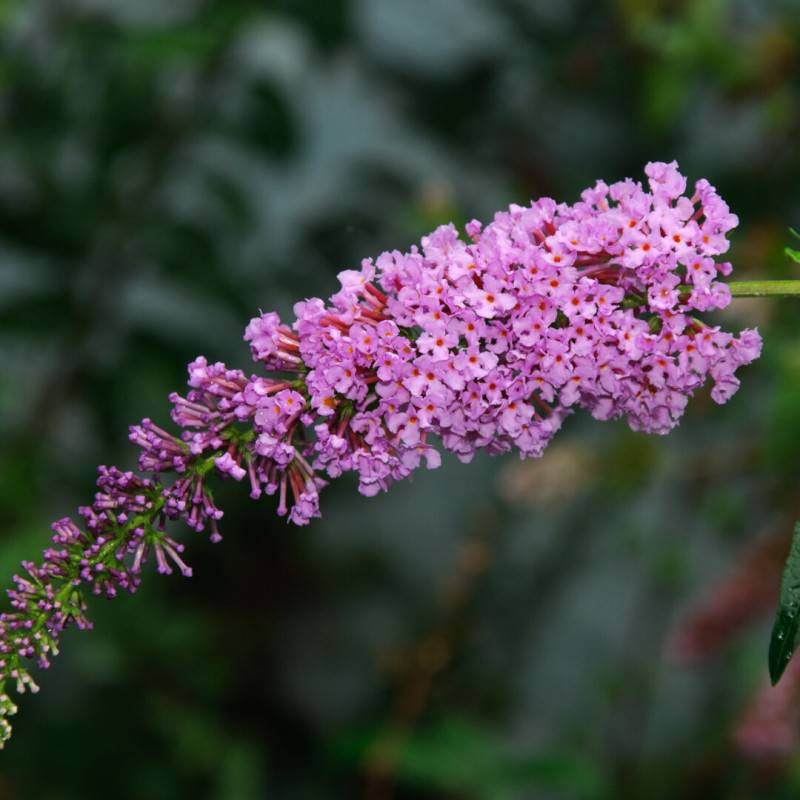 Arbre aux papillons 'Pink Delight' (Buddleja davidii 'Pink Delight') - Godet - Taille 20/40cm - Pépinières Naudet
