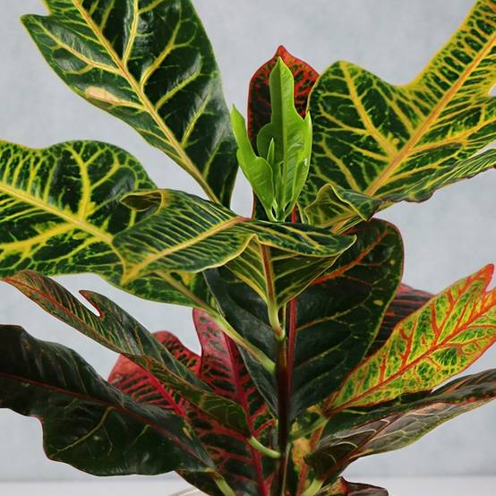 Gardenersdream - Codiaeum "Excellent" - Croton | Plante D'Intérieur Exotique De 35 À 45 Cm En Pot - GardenersDream - Image 2
