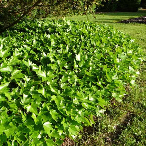 Promesse de Fleurs - Lierre d'ornement - Hedera helix Green Ripple Godet de 8/9 cm