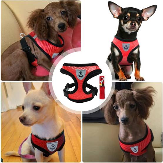 Harnais Léger pour Chihuahua et Petit Chien DtopbuyAge - Image 4