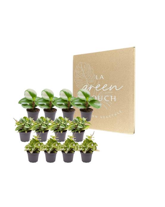 Coffret Peperomia - Lot de 12 plantes 15cm - Plante d'intérieur- La Green Touch - Image 2