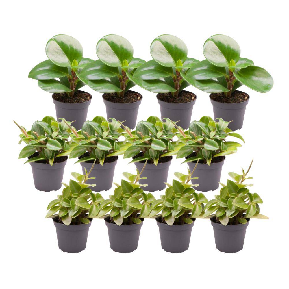 Coffret Peperomia - Lot de 12 plantes 15cm - Plante d'intérieur- La Green Touch - Image 1