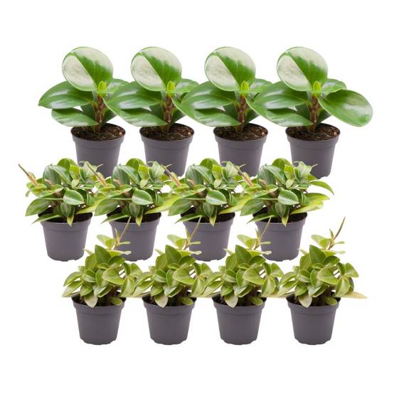 Coffret Peperomia - Lot de 12 plantes 15cm - Plante d'intérieur- La Green Touch - Image 3