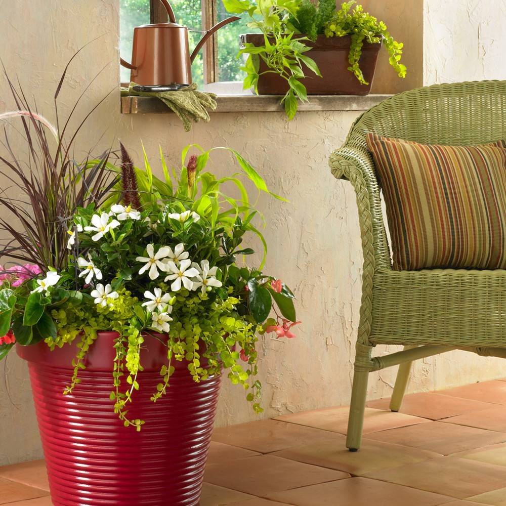 Gardenia Pinwheel®, Gardénia, Jasmin du Cap à fleurs Blanche/ - feuillage Persistant - Pot de 4L - 40/60 cm