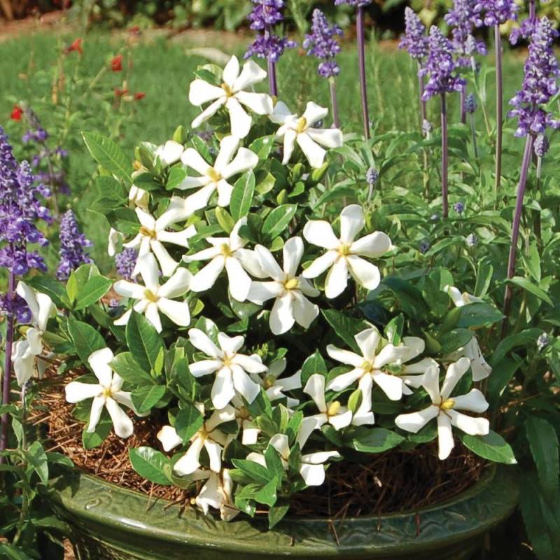 Gardenia Pinwheel®, Gardénia, Jasmin du Cap à fleurs Blanche/ - feuillage Persistant - Pot de 4L - 40/60 cm - Image 2