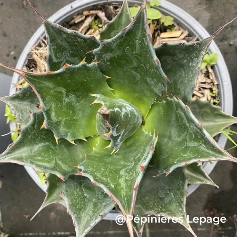 3 Agaves des montagnes (Agave montana) - Lot de 3 vivaces - Pépinières Naudet