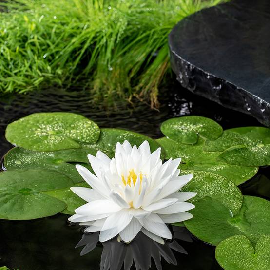 Nymphaea Gonnere - Nénuphar rustique Pot de 1L/1,5L