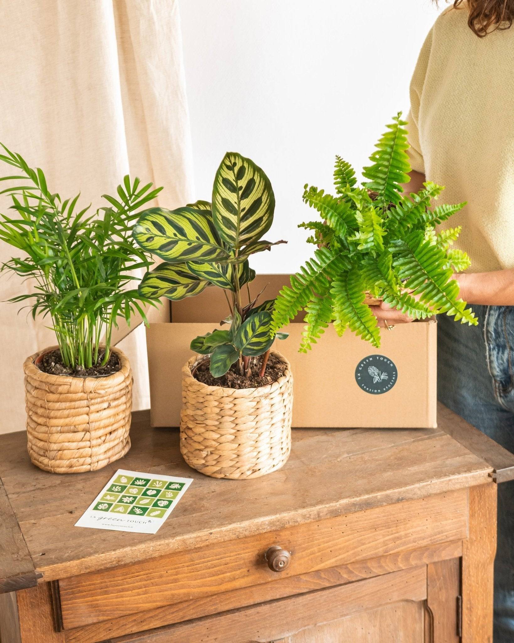 Coffret Plantes Dépolluantes Cm