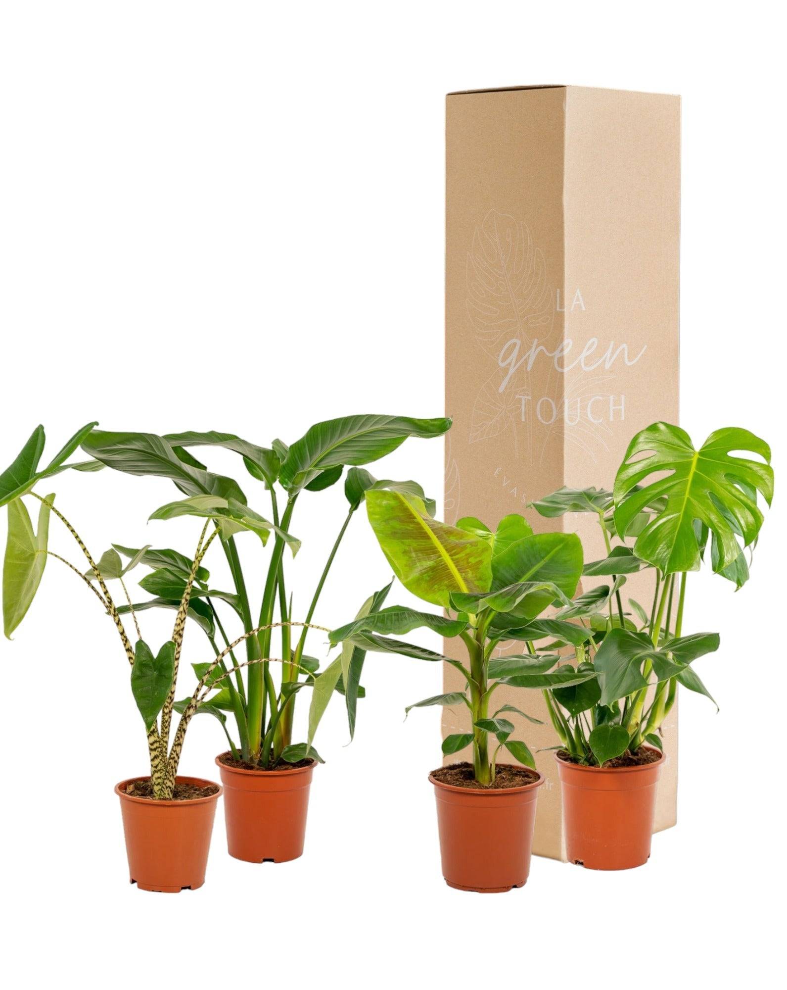 La Green Touch - Coffret Monstera Deliciosa, Alocasia Zebrina, Strelitzia Nicolai, Bananier Musa - Lot de 4 plantes 90cm - Plante d'intérieur- La Green Touch - Imagen 2