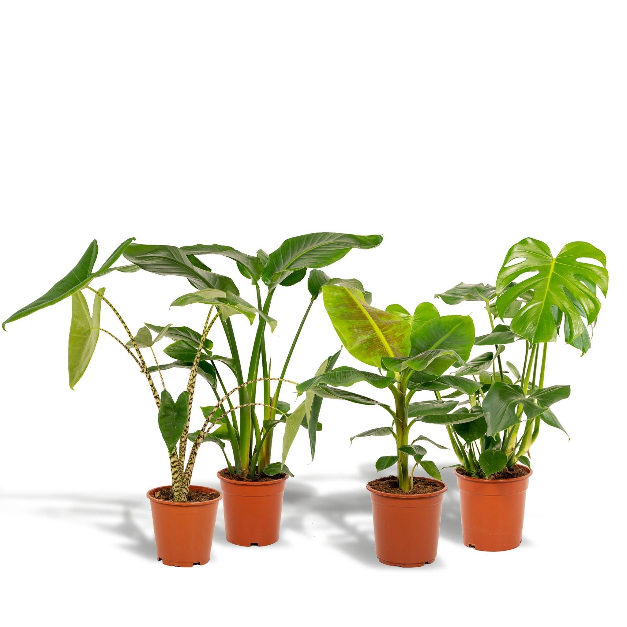 La Green Touch - Coffret Monstera Deliciosa, Alocasia Zebrina, Strelitzia Nicolai, Bananier Musa - Lot de 4 plantes 90cm - Plante d'intérieur- La Green Touch - Imagen 3